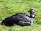 Crested Screamer (WWT Slimbridge September 2012) - pic by Nigel Key